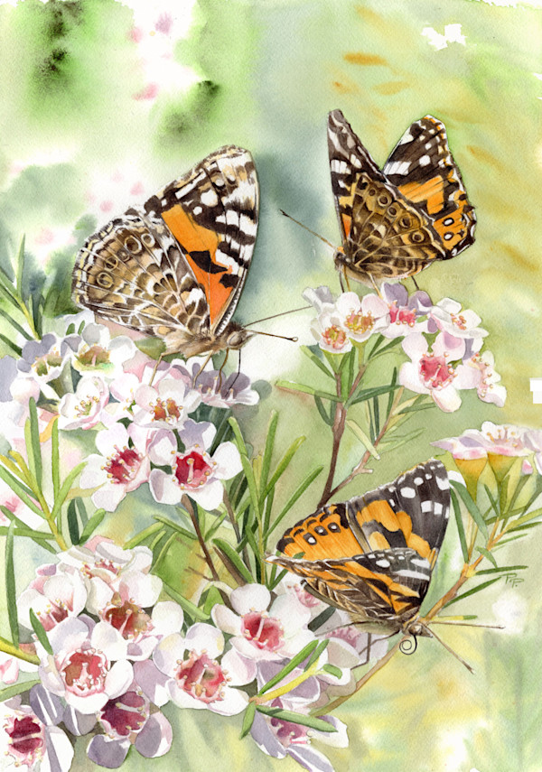 The Secret Dance of Summer by Polla Posavec