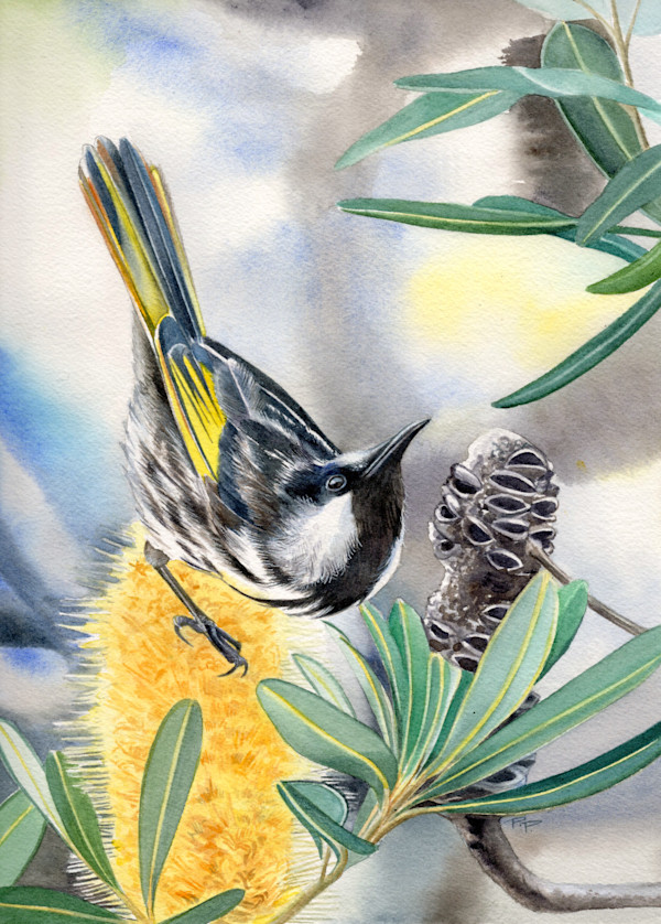 White Cheeked Honeyeater & Banksia by Polla Posavec