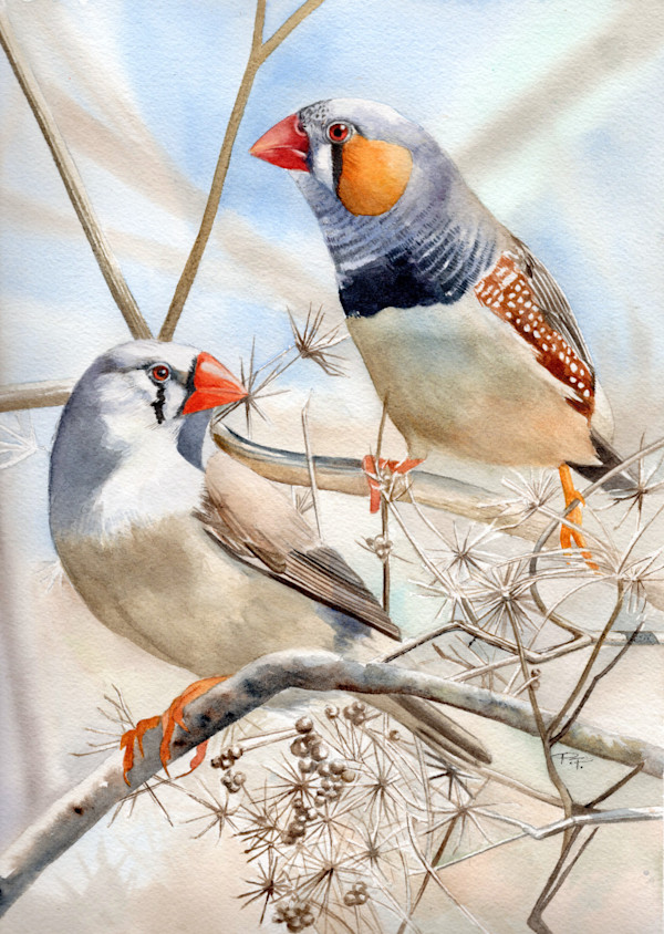 Zebra Finches by Polla Posavec
