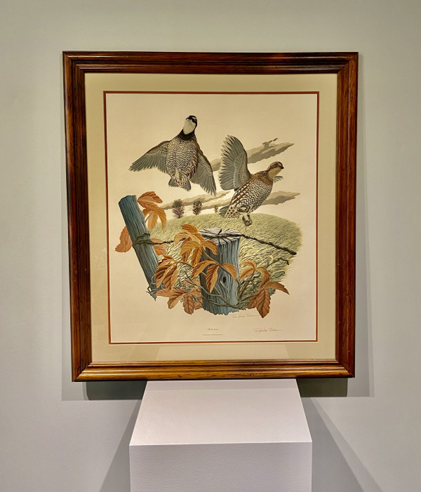 "Bobwhite" a member of the quail bird family - Richard Sloan Limited Edition Print: 1 of 6 - Donated by Paul and Kim Attwater by Richard Sloan