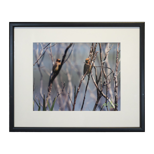 Jaseurs Boréal by Joël Ducharme