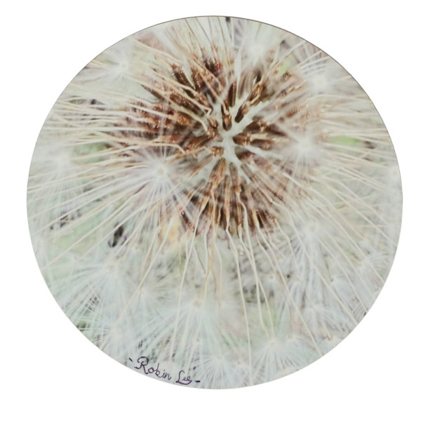 Dandelion by Robin Lee Channon