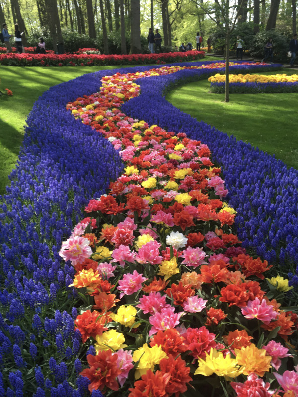 Tulip Garden by Louise Olko