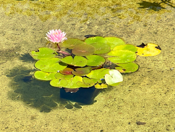 Lily’s Pad by Louise O, Image 1.