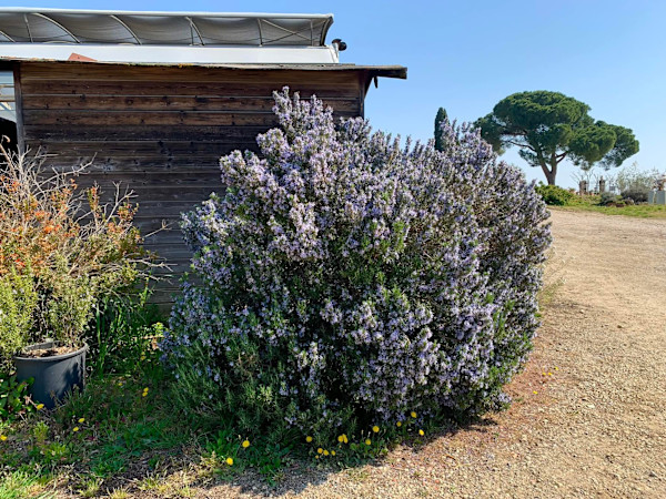 Lavender  Laced by Louise O