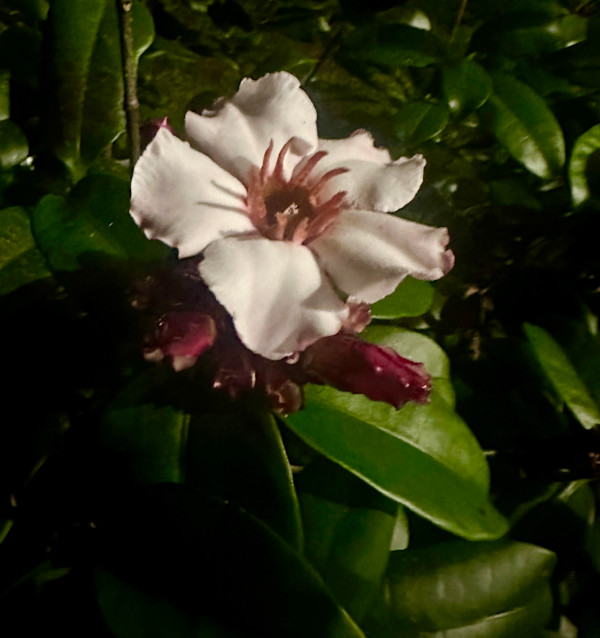 Night Bloom by Louise O
