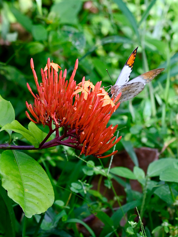 Nectar by Louise O