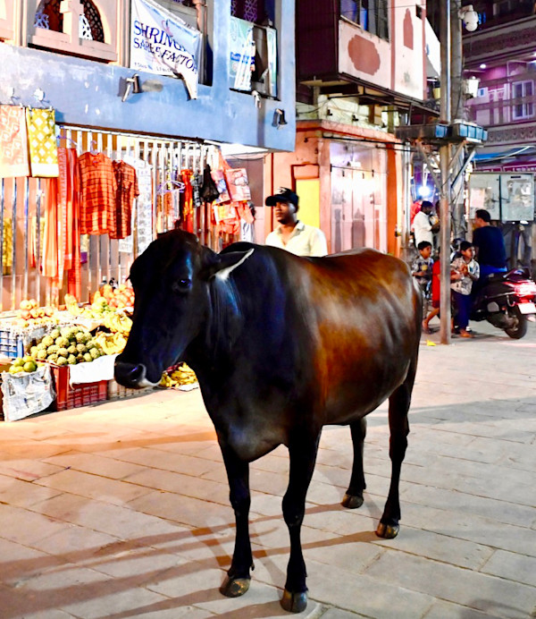 Holy Cow by Louise O