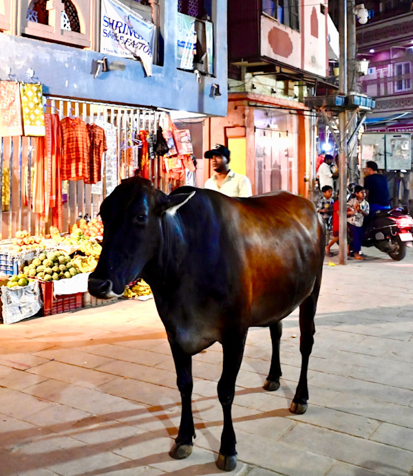 Holy Cow by Louise O