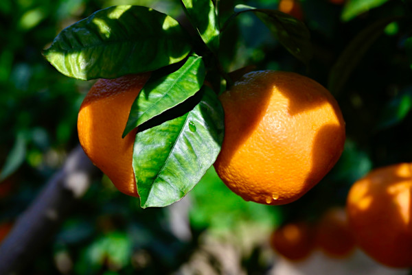 DewsDrop by Louise O