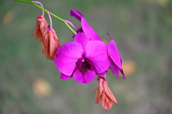 Orchid by Louise O
