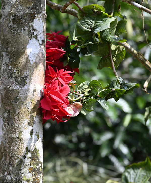 Wild Poinsettia by Louise O