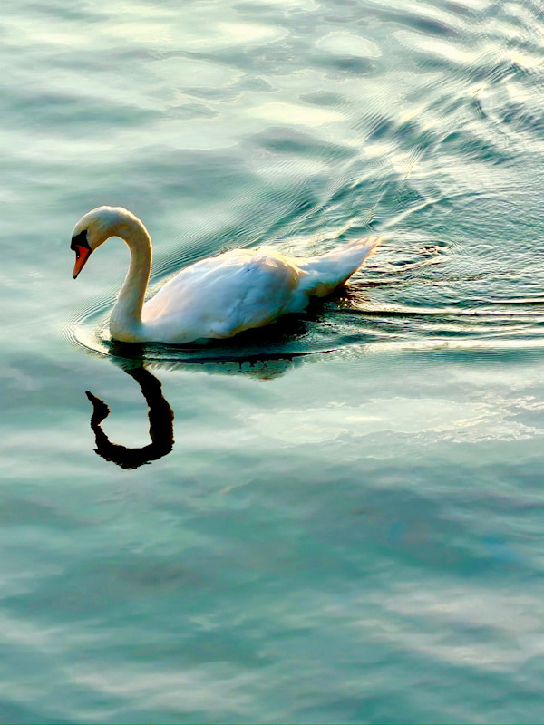 SwansSong by Louise O, Image 1.