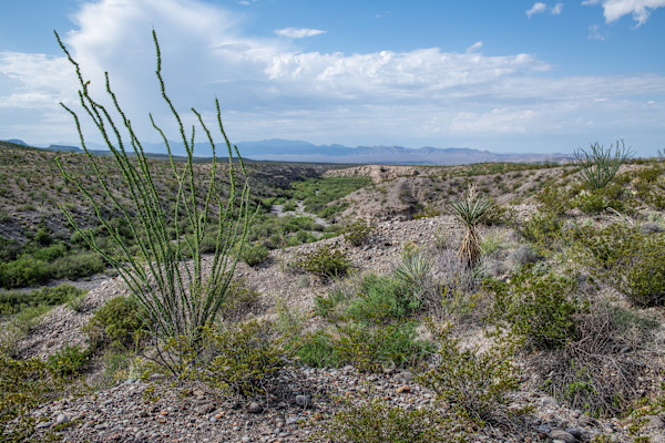 Big Bend Ranch by Billy Moore, Image 1.