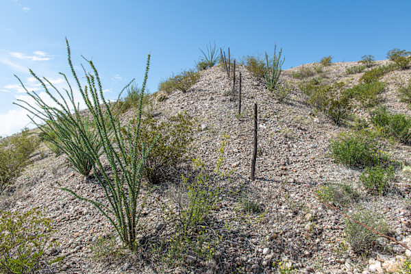Ocotillo Fence by Billy Moore, Image 12.