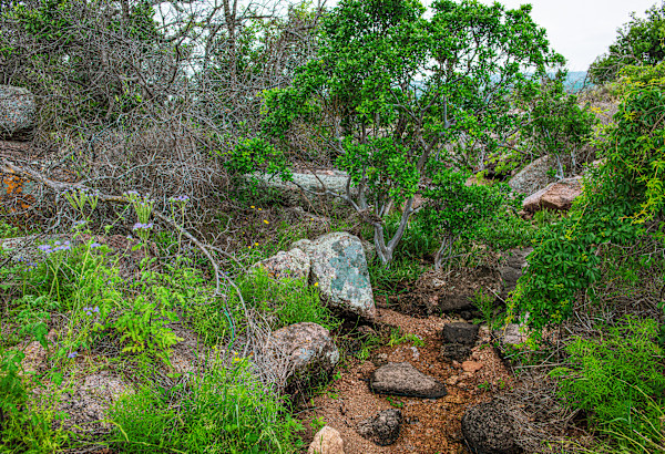 Untitled, Enchanted Rock by Billy Moore