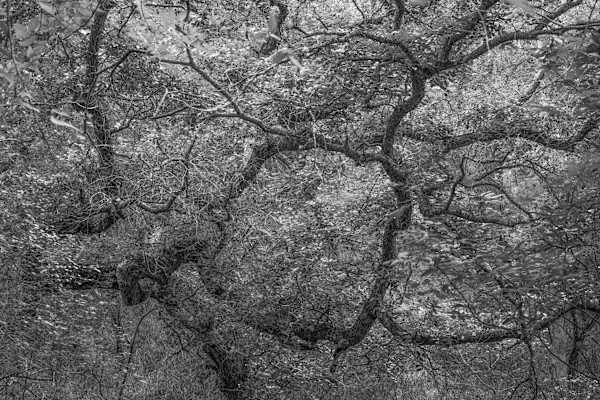 TG_McKinney Roughs Tree_0458 by Billy Moore