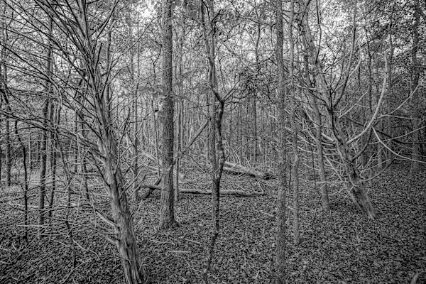TG_Nature Conservancy Bastrop_3884 by Billy Moore