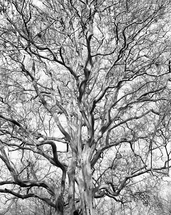 TG_Old Persimmon by Billy Moore