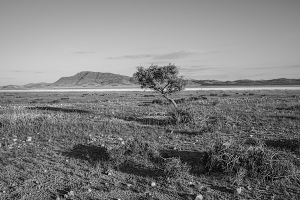 Roadside Tree, 9707 by Billy Moore, Image 1.