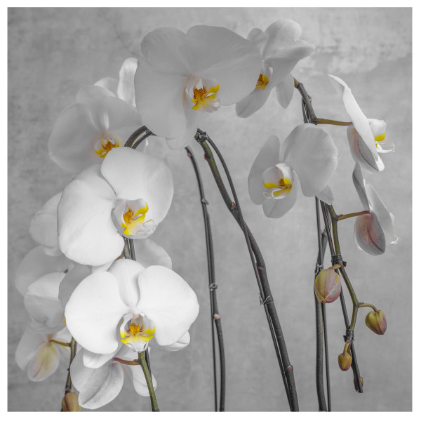 White Orchids by Billy Moore