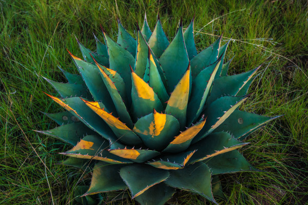 Sunrise Agave by Billy Moore