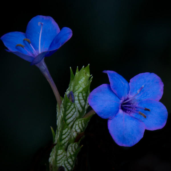 Blue Sage Acanthacaea by Glenn Stokes