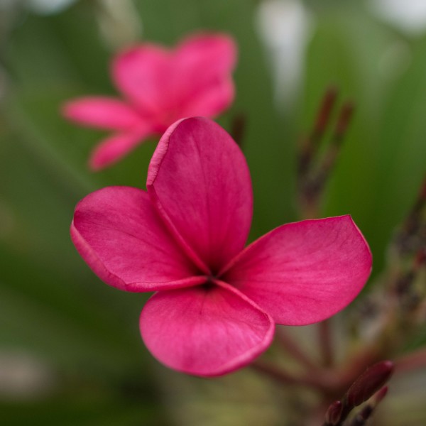 Red Plumeria by Glenn Stokes