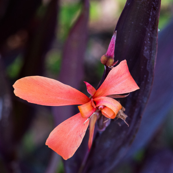 Canna indica by Glenn Stokes