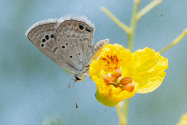 Skipper Butterfly on Yellow Flower by Glenn Stokes