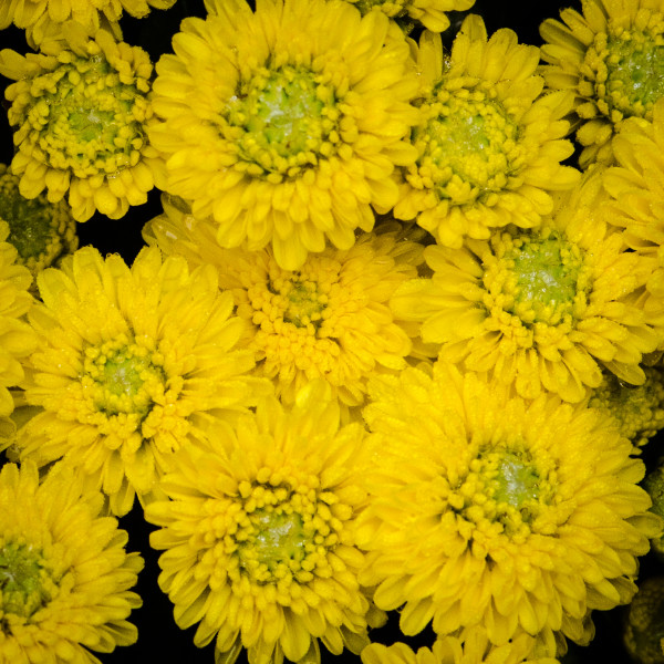 Yellow Chrysanthemum by Glenn Stokes