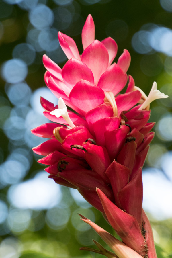 Alpinia purpurata Red by Glenn Stokes