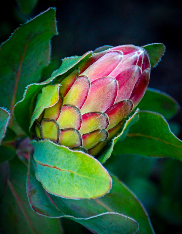 Protea Sylvia by Glenn Stokes