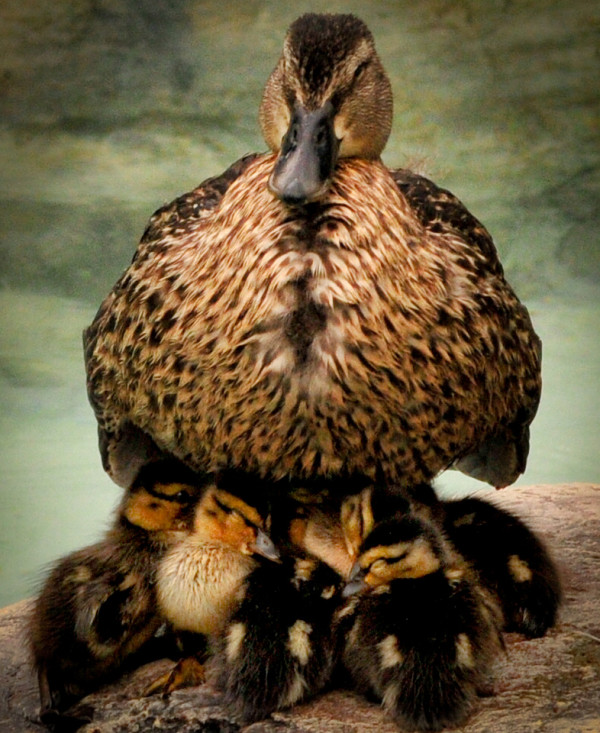 Mother Duck with Five Ducklings in the Rain by Glenn Stokes