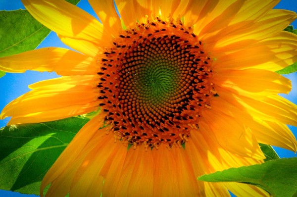 Sunflower by Glenn Stokes