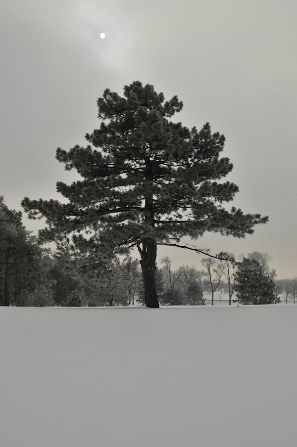 Undisturbed by David Ginsberg, Image 1.