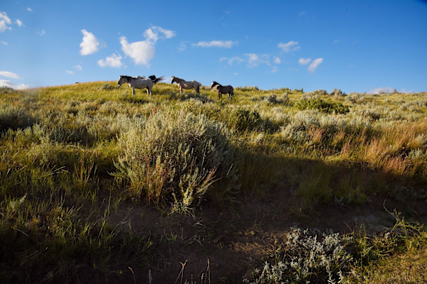 Wild Mustangs by David Ginsberg, Image 1.