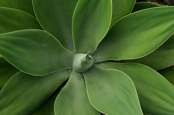 Yucca by David Ginsberg, Image 1.