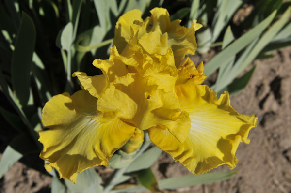 Velvet Unfurled by David Ginsberg, Image 1.