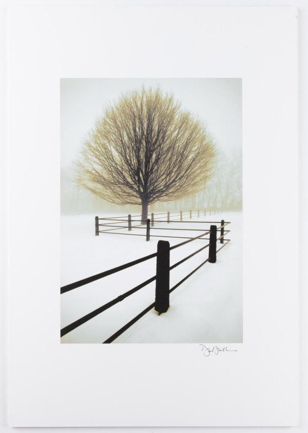 Tree in Snow with Fence by David Winston