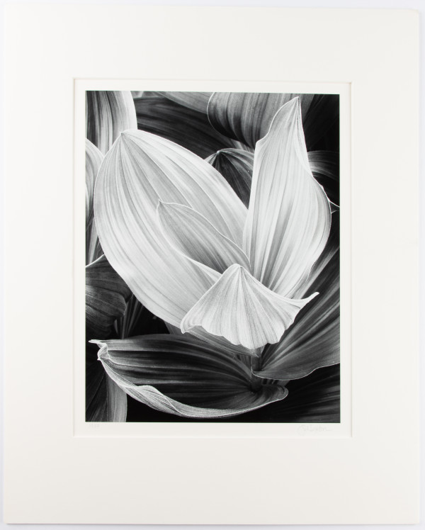 Corn Lily by John Sexton