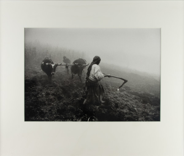 Child with Long Horn Ox by Sebastio Salgado
