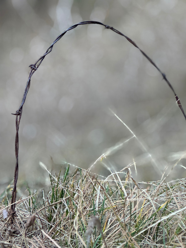 Barbed to the Ground by Chris Pero, Image 1.
