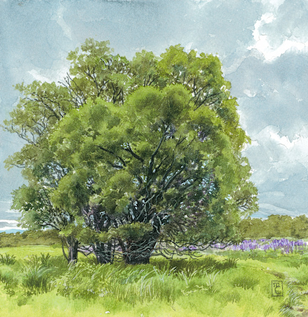 Lupine Field, Nantucket by Mary Chandler