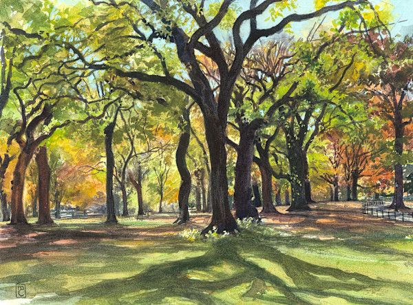 Central Park Elms by Mary Chandler