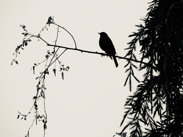 Bird on branch by Denita Benyshek