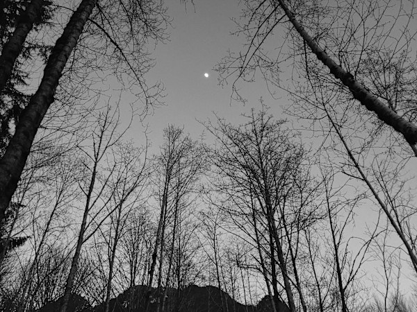 Gazing up at the Moon by Denita Benyshek