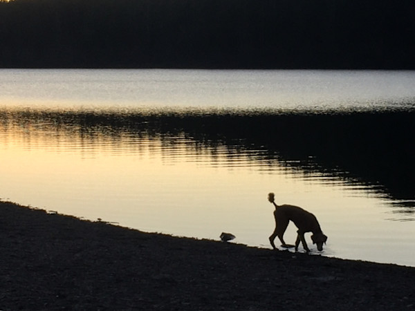 Poodle, lake, dusk by Denita Benyshek