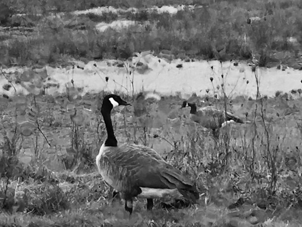 Geese viewed through rain dappled window by Denita Benyshek