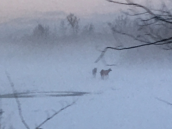 Snoqualmie Valley: Snow, fog, elk, 1 by Denita Benyshek